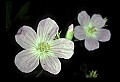 01025-00115-Pink Flowers-Spring Beauty.jpg