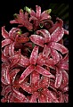 01025-00117-Pink Flowers-Pink Hyacynth.jpg