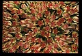 01025-00118-Pink Flowers-Sedum.jpg