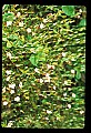 01025-00119-Pink Flowers-Small Cranberry.jpg