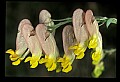 01025-00121-Pink Flowers-Pale Corydalis.jpg