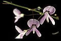 01025-00122-Pink Flowers-Pea Family.jpg