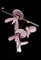 01025-00123-Pink Flowers-Pea Family.jpg