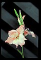 01025-00125-Pink Flowers-Pink Lily.jpg