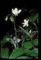 01025-00126-Pink Flowers-Spring Beauty.jpg