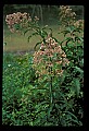 01025-00127-Pink Flowers-Joe-Pye-Weed.jpg