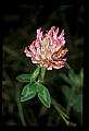 01025-00128-Pink Flowers-Clover.jpg