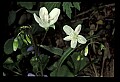 01025-00130-Pink Flowers-Spring Beauty.jpg