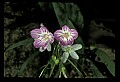 01025-00131-Pink Flowers-Spring Beauty.jpg