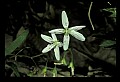 01025-00132-Pink Flowers-Spring Beauty.jpg
