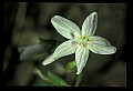01025-00133-Pink Flowers-Spring Beauty.jpg