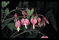 01025-00134-Pink Flowers-Bleeding Heart.jpg