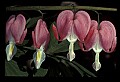 01025-00135-Pink Flowers-Bleeding Heart.jpg