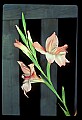 01025-00136-Pink Flowers-Pink Lily.jpg