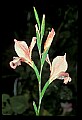 01025-00137-Pink Flowers-Pink Lily.jpg