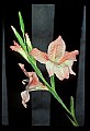 01025-00138-Pink Flowers-Pink Lily.jpg