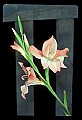 01025-00139-Pink Flowers-Pink Lily.jpg
