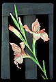 01025-00140-Pink Flowers-Pink Lily.jpg