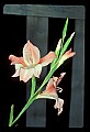 01025-00141-Pink Flowers-Pink Lily.jpg