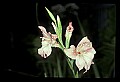 01025-00144-Pink Flowers-Pink Lily.jpg