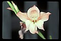 01025-00145-Pink Flowers-Pink Lily.jpg