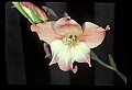 01025-00146-Pink Flowers-Pink Lily.jpg