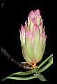 01025-00147-Pink Flowers-Great Rhododendron.jpg