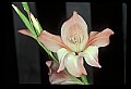 01025-00148-Pink Flowers-Pink Lily.jpg