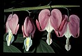 01025-00150-Pink Flowers-Bleeding Heart.jpg