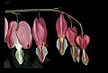 01025-00151-Pink Flowers-Bleeding Heart.jpg