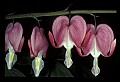 01025-00152-Pink Flowers-Bleeding Heart.jpg