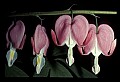 01025-00153-Pink Flowers-Bleeding Heart.jpg