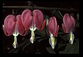 01025-00154-Pink Flowers-Bleeding Heart.jpg