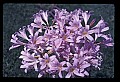 01025-00155-Pink Flowers-Surprise Lily.jpg