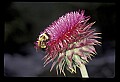 01025-00161-Pink Flowers-Nodding Thistle.jpg
