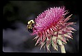 01025-00162-Pink Flowers-Nodding Thistle.jpg