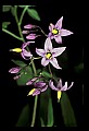01025-00165-Pink Flowers-Bittersweet Nightshade.jpg