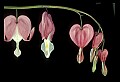 01025-00166-Pink Flowers-Bleeding Hearts.jpg