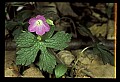 01025-00168-Pink Flowers-Wild Geranium.jpg