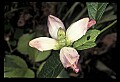 01025-00169-Pink Flowers-Turtlehead.jpg