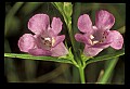 01025-00170-Pink Flowers-Smooth Beardtongue.jpg
