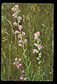 01025-00171-Pink Flowers-Rough Blazing Star.jpg