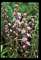 01025-00172-Pink Flowers-Rough Blazing Star.jpg