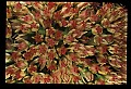01025-00173-Pink Flowers-Sedum.jpg