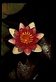 01025-00174-Pink Flowers-Water Lily.jpg