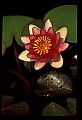 01025-00176-Pink Flowers-Water Lily.jpg