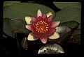 01025-00177-Pink Flowers-Water Lily.jpg