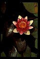 01025-00178-Pink Flowers-Water Lily.jpg