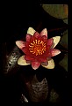 01025-00181-Pink Flowers-Water Lily.jpg