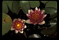 01025-00184-Pink Flowers.jpg